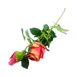 DOUBLE  ROSE
