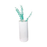 EUCALYPTUS PLANT-GREEN
