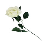 MEDIUM ROSE RED