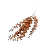 EUCALYPTUS PLANT-BROWN