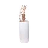 EUCALYPTUS PLANT-BROWN