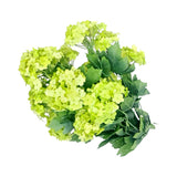 SNOWBALL BUSH 57CM