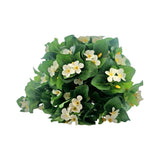 EXACUM BUSH